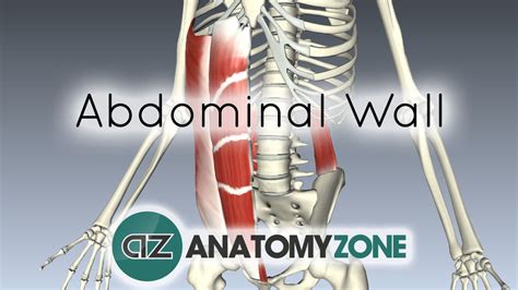 Layers Of The Abdominal Wall • Muscular Musculoskeletal • Anatomyzone