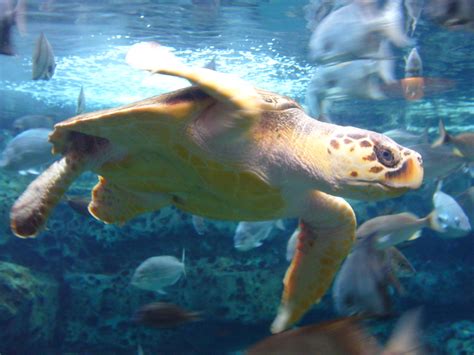 Georgia Aquarium Turtle Martin Bravenboer Flickr