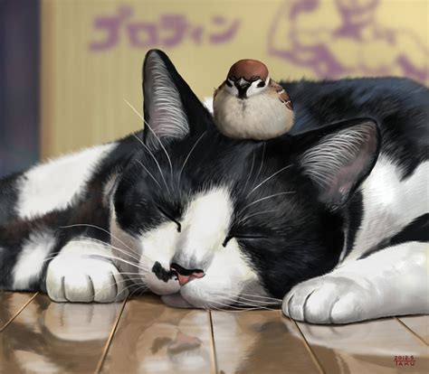 animal, Cute, Cat, Bird, Sparrow Wallpapers HD / Desktop and Mobile 