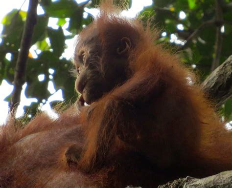 Orangutans Nurse Their Babies For 8 Years Live Science