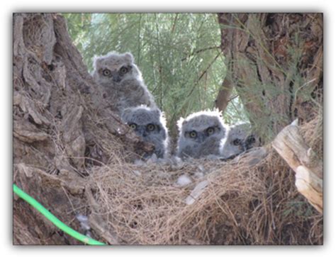 The Great Horned Owl A Magnificent Avian Apex Predator Owlcation