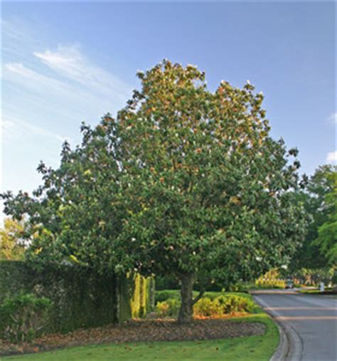 Mature Trees for Sale in Florida by Urban Forestry Works