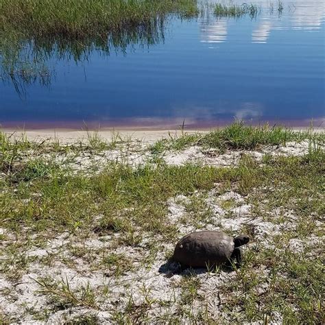 Gopher Tortoise On The Move Lake Louisa State Park Camping Lake