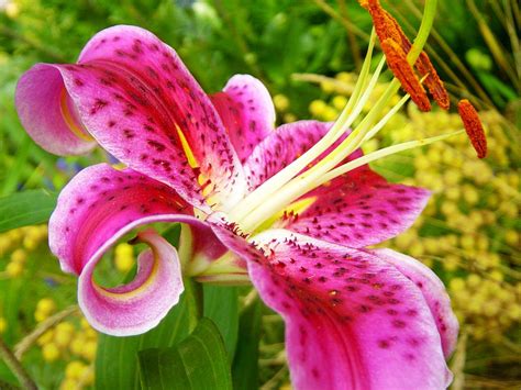 Beautiful Pink Lily Flowers 11 8463 The Wondrous Pics