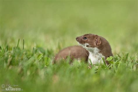 Least Weasel Photos Least Weasel Images Nature Wildlife Pictures