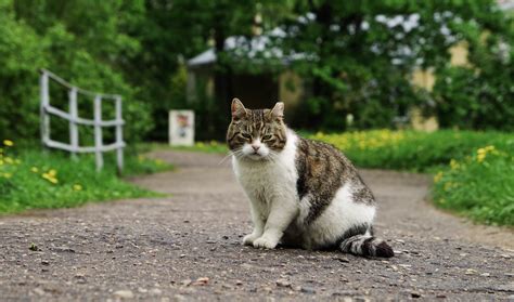 Roaming cats can strain neighbourhood relations. How to Keep Cats Away from Your Home and Garden - TheGearHunt