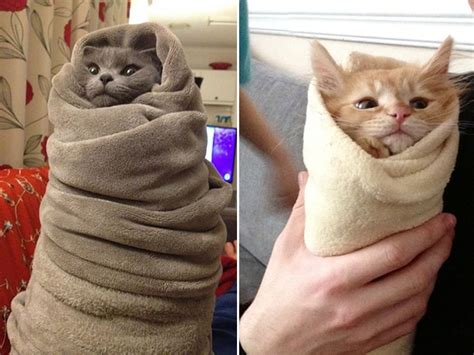 Purritos Photos Of Kitties Wrapped Up Like Burritos Pocho
