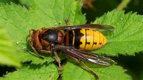 De aziatische hoornaar (vespa velutina) is een wesp die behoort tot het geslacht van de hoornaars. Vijf vragen over de hoornaar - RTV Drenthe