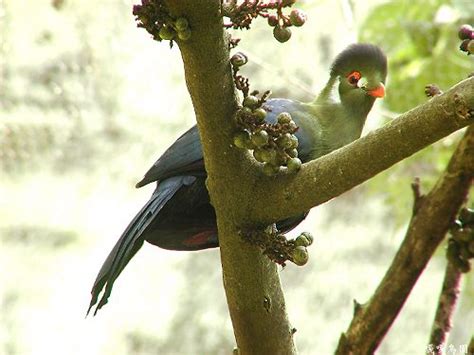 動物園 木柵 萬芳社區 萬芳醫院 辛亥 麟光 六張犁 科技大樓 南京復興 中山國中 松山機場 大直 劍南路 西湖 港墘 文德 內湖 大湖公園 葫洲 東湖 南港軟體. 木柵動物園賞鳥