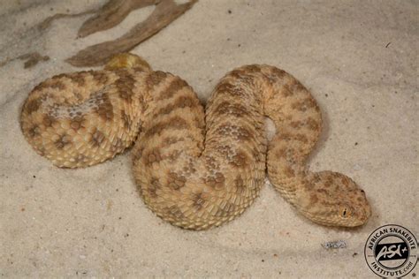 Carpet Viper Snake Facts Carpet Vidalondon