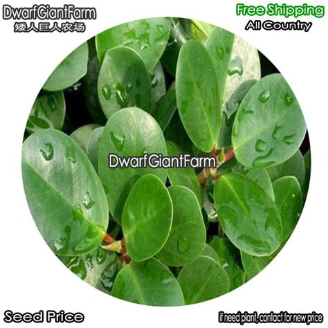 Dwarfgiantfarm 100pcs A Set Ficus Elastica Seed