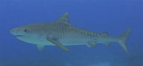 Der tigerhai (galeocerdo cuvier) gehört innerhalb der haie (selachii) zur familie der requiemhaie (carcharhinidae). Tigerhai vor Hurghada | Mein Ägypten