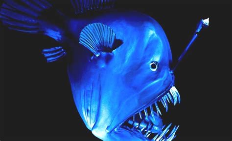 Deep Sea Creature Fish That Live On The Ocean Floor
