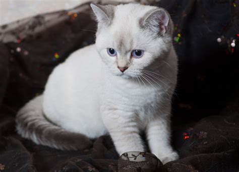 British Shorthair Cats For Sale New York Ny 289084