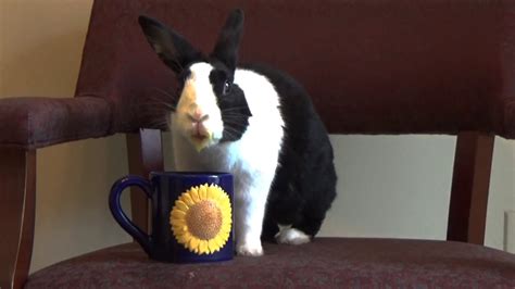 Rabbit Drinking Coffee And Getting Fired Youtube