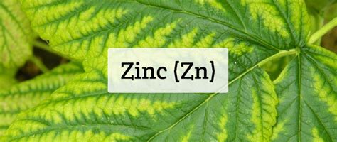 Now that we know which nutrients play a critical role in the immune system, let's look at why autoimmune patients are often low in them. Zinc (Zn) Nutrient Deficiencies & Hydrobuilder Learning Center
