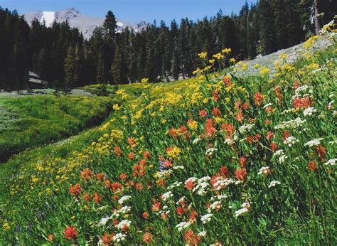 Plants Rocky Mountain National Park Us National Park Service