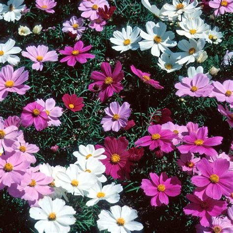 Cosmos Dwarf Vega Mix Flower Seeds Flowers Cosmos Flowers