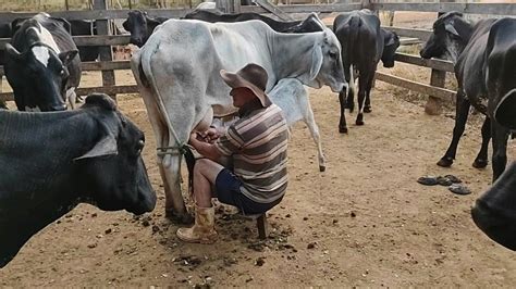 Vacas Chegando No Curral De Manhã Cedinho Pra Começar A Ordenha Manual