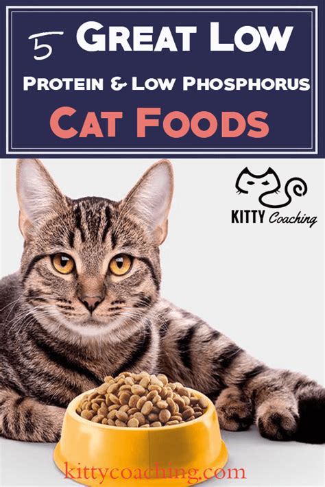 Canned dog food formulated to support your dog's kidney and joint health proven nutrition clinically for improving mobility and lengthen quality of life controlled phosphorus and low sodium, with nutrition to protect vital kidney and heart function Low Protein & Low Phosphorus Cat Food Reviewed | Cat food ...
