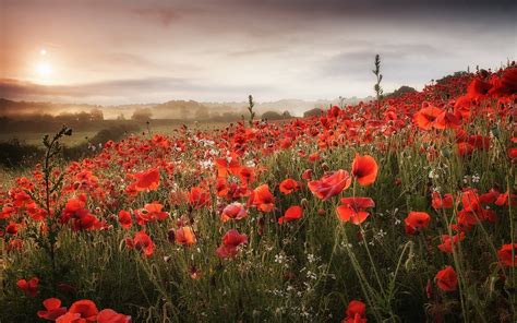 Hd Wallpaper Morning Poppies The Field Nature Landscape