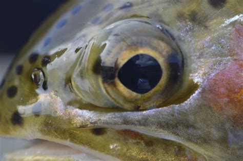 Floatfisher Photo Of The Day Fish Eye