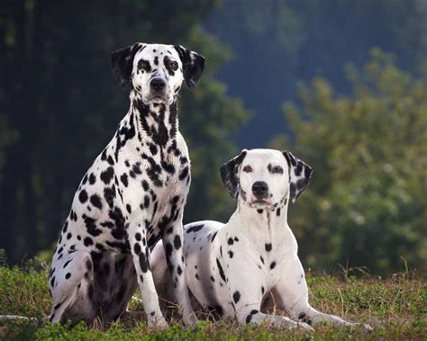 Dalmatiner Hunderasse Information Dog Dogbreeds Dogpictures Hunde