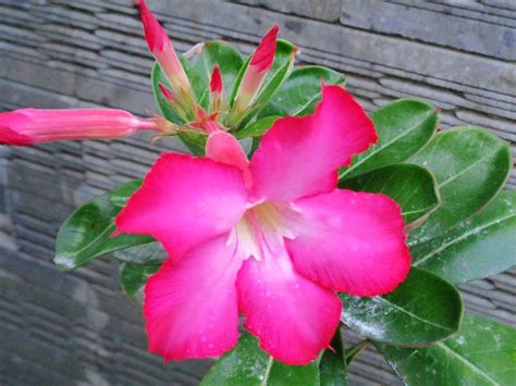 Paling Populer 19 Gambar Bunga Kamboja Warna Pink Gambar Bunga Indah