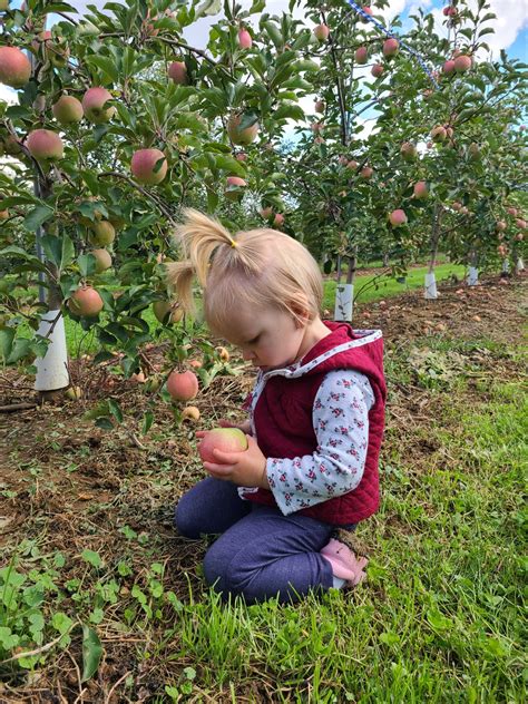 Apple Picking In Pennsylvania Nurturing Adventure