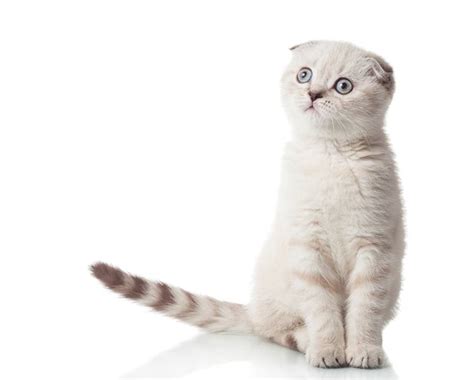 Specially formulated food for cats tends to be more expensive than plain, straightforward cat food. Best Cat Food For Diarrhea: 3 Worry-Free Complete Cat ...