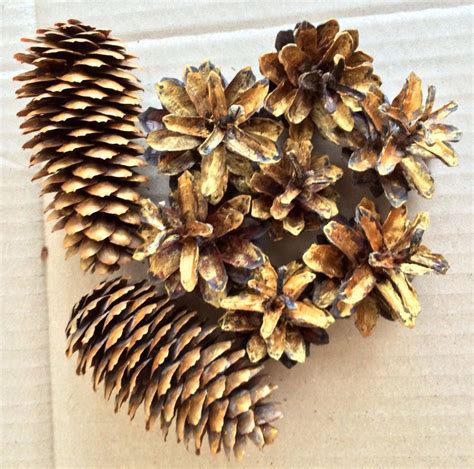 Gold Pine Cones Spruce Cones Natural Cones Bulk Pine Cones Etsy