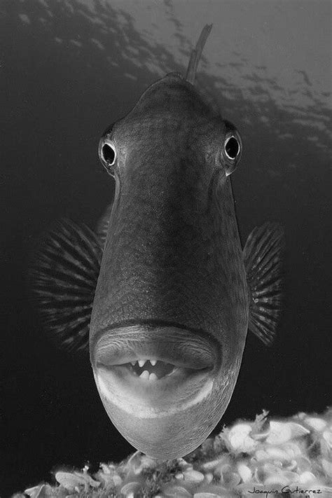 Funny Looking Fish Funny Pinterest