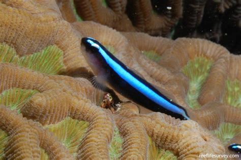 Elacatinus Oceanops Neon Goby Reef Life Survey