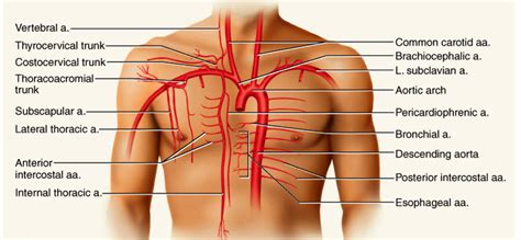 In the neck, the following diagram points out the major landmarks of the neck. Neck & Thorax - Biology 3010 with Williams at Ohio ...