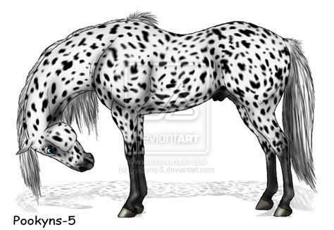 Appaloosa Coloring Page