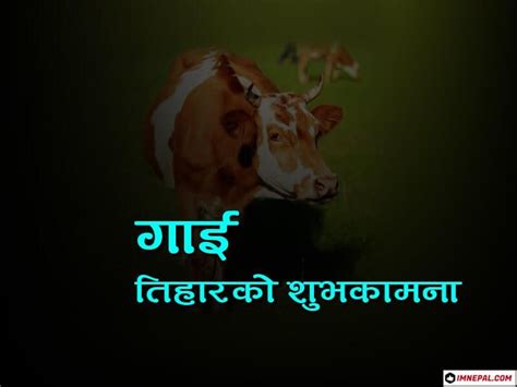 Happy Gai Tihar Cow Puja Nepal Greetings Cards Image Beautiful