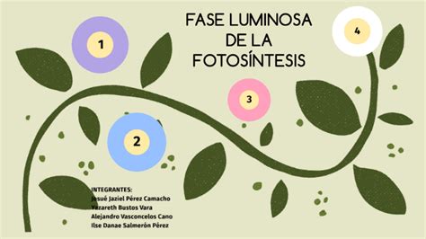 Fase Luminosa De La Fotosíntesis By Ilse Salmerón On Prezi