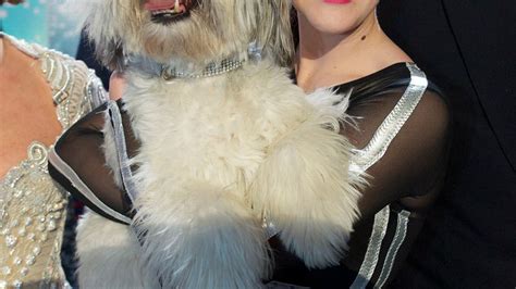 David Walliams And Pudsey The Dog Britains Got Talent Winner Could Be
