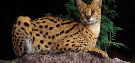 This page will guide you, in the best of my knowledge, to be accurate, but please always check your state, county and city laws to make sure the savannah you want to purchase is. African Golden Cat Characteristics and Pictures ...