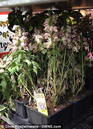 Why does aldi stores advertise next week's specials, rather than the current week? These flowers have expired! Aldi tries to sell discounted ...