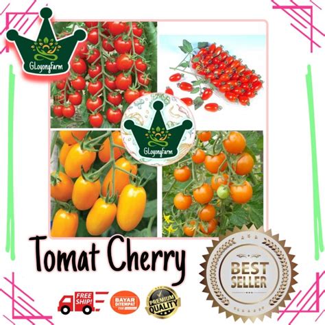 Jual Bibit Benih Tomat Cherry Benih Sayuran Shopee Indonesia