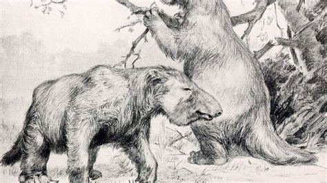 Aquí todas las empresas de reus en españa se enumeran. 10 Big Facts About Giant Ground Sloths | Mental Floss