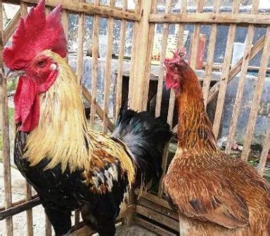 Gambar gambar ciblek jan tan dan betina : 60+ Koleksi Kekinian Gambar Ayam Betina Dan Jantan