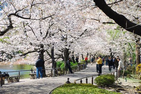 Tokyo Japan April Ueno Park In Spring