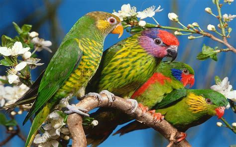 Wallpaper Birds Animals Parrot White Flowers Beak Bird Macaw