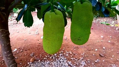 Small Jackfruit Tree Bearing Fruit Youtube