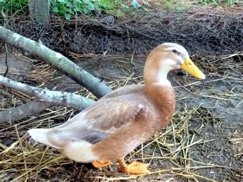 Ducks are classified into four groups; Best Duck Breeds for Pets and Egg Production | HGTV