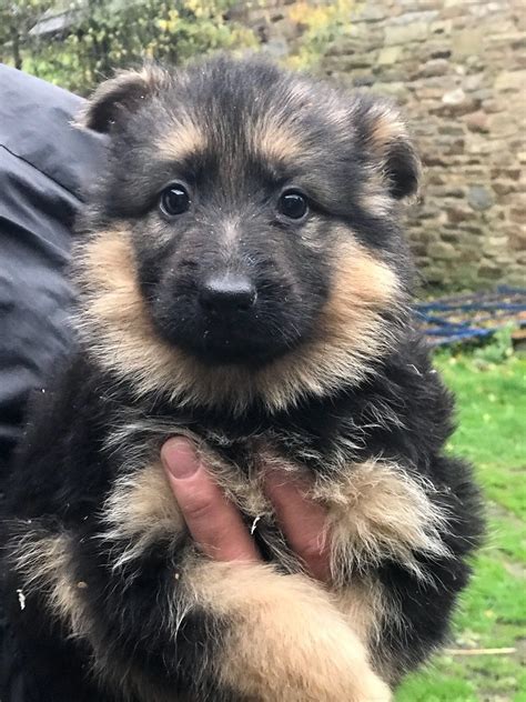 We are 40 miles from philadelphia, pa. Top Quality German Shepherd Puppies ready today ...