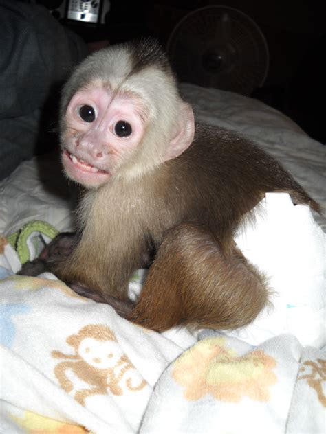 Primate Store - Baby Capuchin Monkeys for Sale
