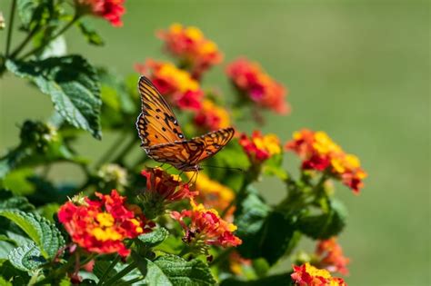 Premium Photo Monarch Butterfly Perched On Flowers